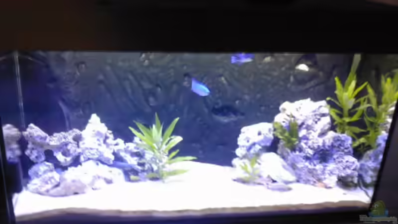 Aquarium Hauptansicht von Becken 8509