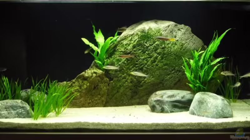 Aquarium Hauptansicht von Becken 8652