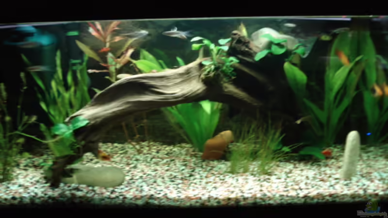 Aquarium Hauptansicht von Becken 8808