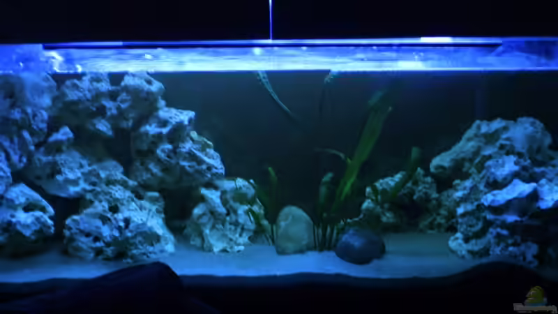 Aquarium Hauptansicht von Becken 8893