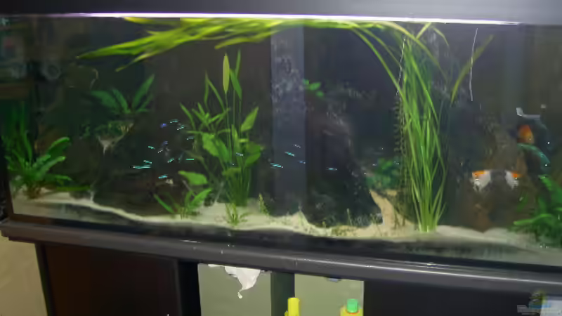 Aquarium Hauptansicht von Becken 895