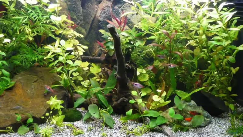 Aquarium Hauptansicht von Becken 9042