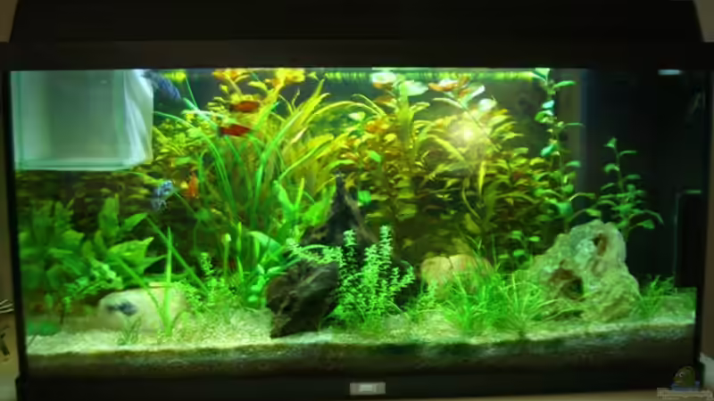 Aquarium Hauptansicht von Becken 9240