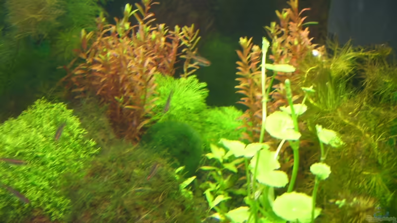Aquarium Hauptansicht von Becken 9331