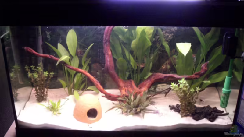 Aquarium Hauptansicht von Becken 9456