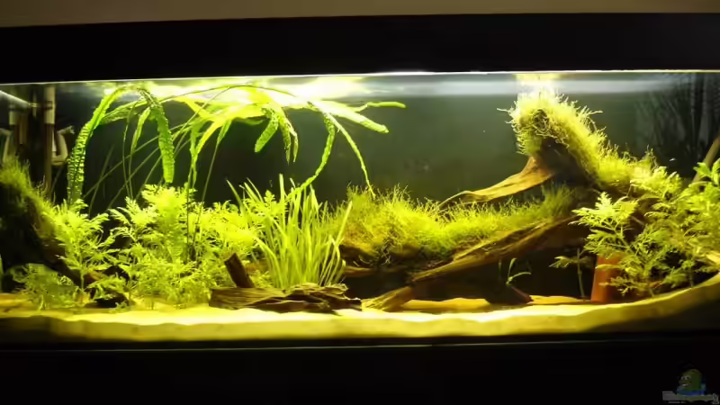 Aquarium Hauptansicht von Becken 9562