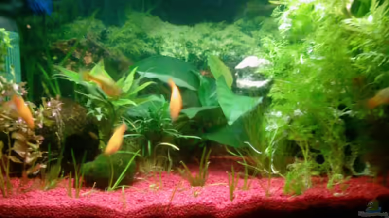 Aquarium Hauptansicht von Becken 9590