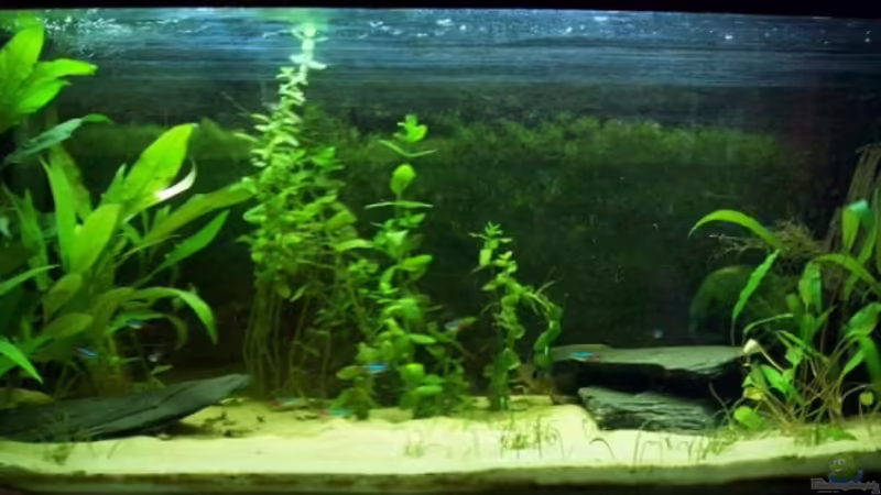 Aquarium Hauptansicht von Becken 9595