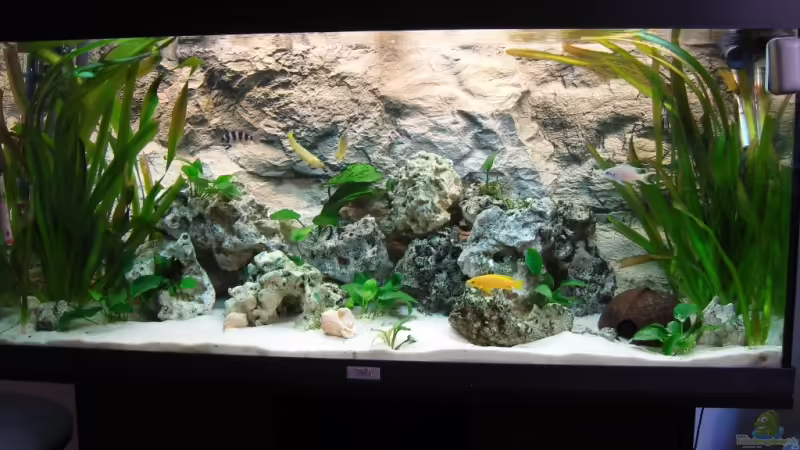 Aquarium Hauptansicht von Becken 9947