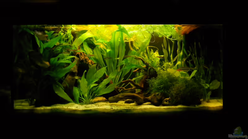 Aquarium Hauptansicht von Becken aufgelöst