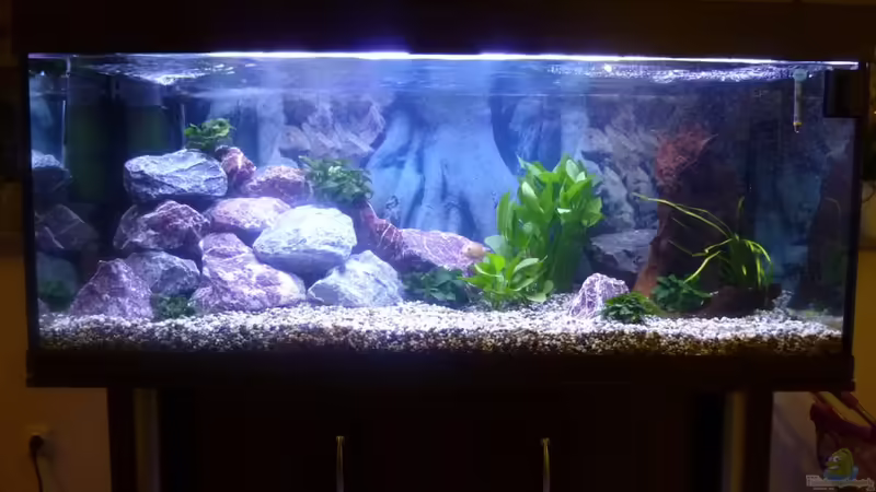 Aquarium Hauptansicht von Becken Friedeberg