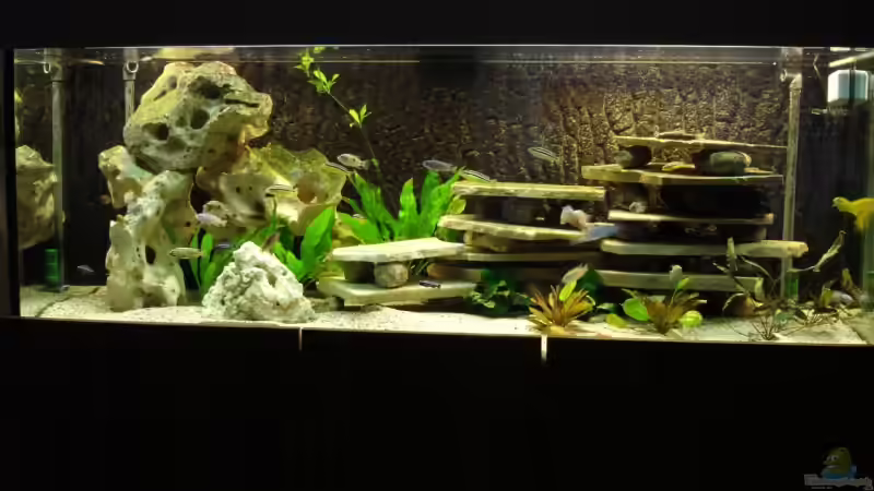 Aquarium Hauptansicht von Becken Malawi Mbuna`s