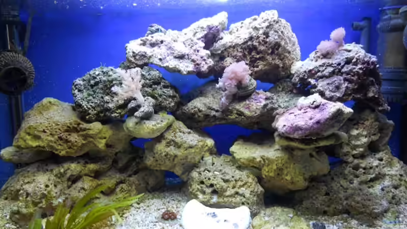 Aquarium Hauptansicht von Becken