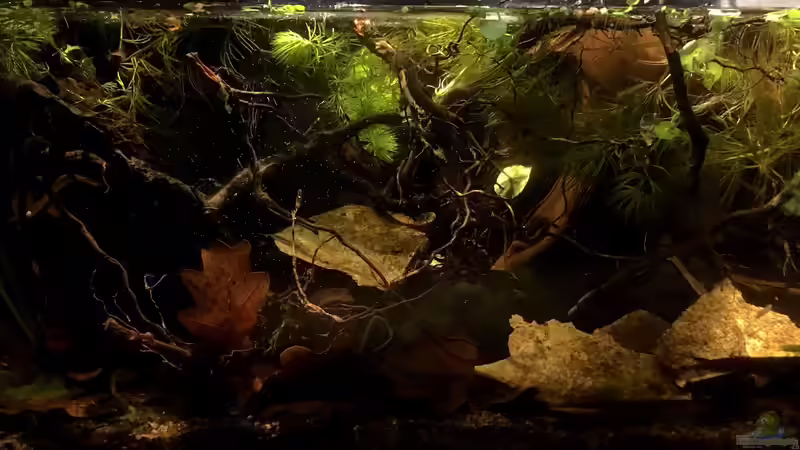 Aquarium Hauptansicht von Betta Rubra "Aceh"