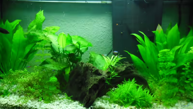 Aquarium Hauptansicht von Betta Weibchen in Gesellschaft