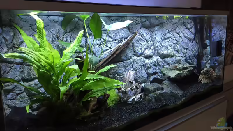Aquarium Hauptansicht von Between The Worlds