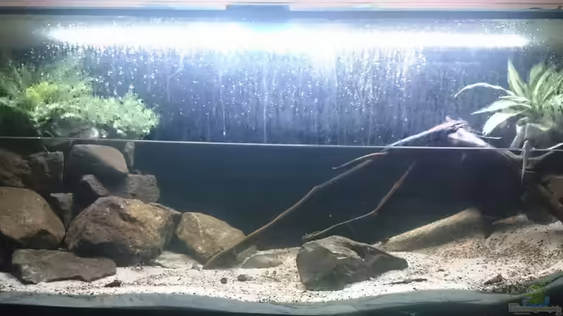Aquarium Hauptansicht von Brackwasser Paludarium