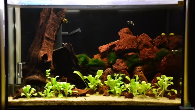 Aquarium Hauptansicht von Brackwasser