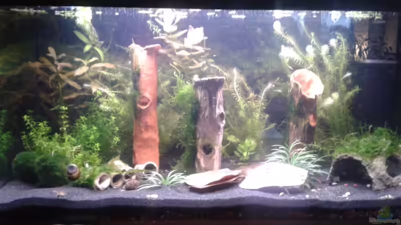 Aquarium Hauptansicht von Cambarellus und Garnibecken