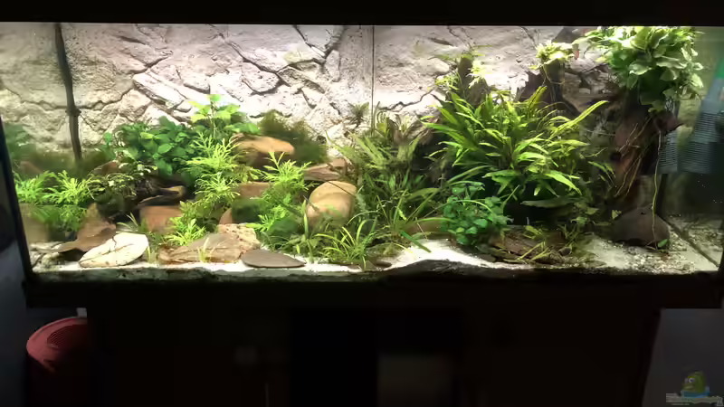 Aquarium Hauptansicht von Cherax Pulcher