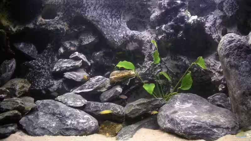 Aquarium Hauptansicht von Chilumba School