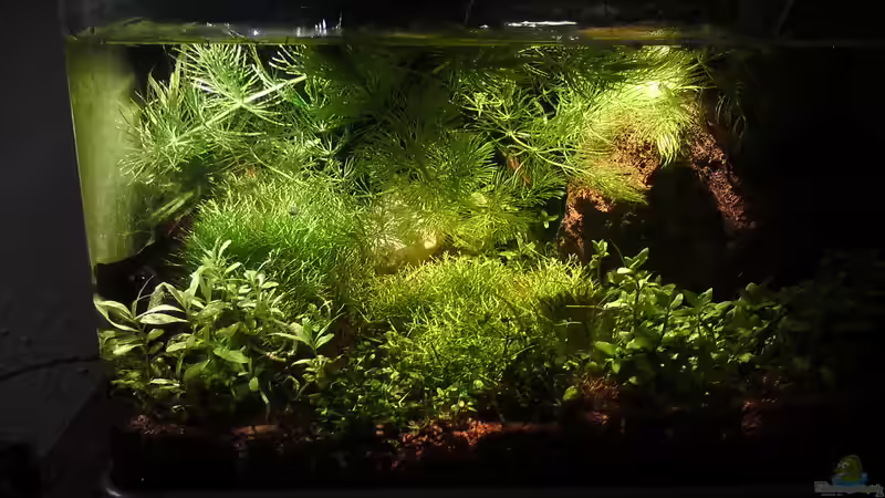 Aquarium Hauptansicht von Cube