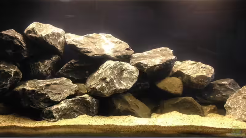 Aquarium Hauptansicht von Das erste mal Malawi