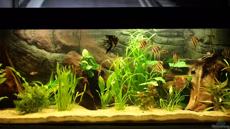 Aquarium Hauptansicht von Das Flagschiff