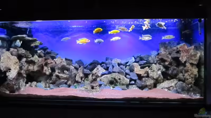 Aquarium Hauptansicht von Deep blue Malawi