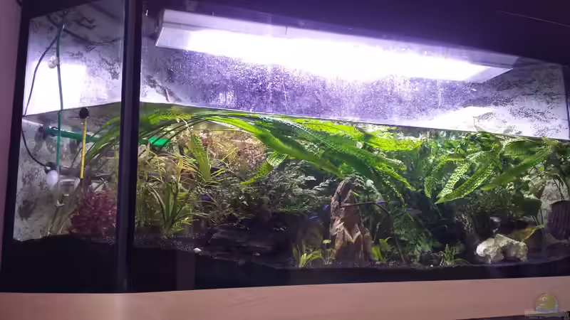Aquarium Hauptansicht von Deltabecken