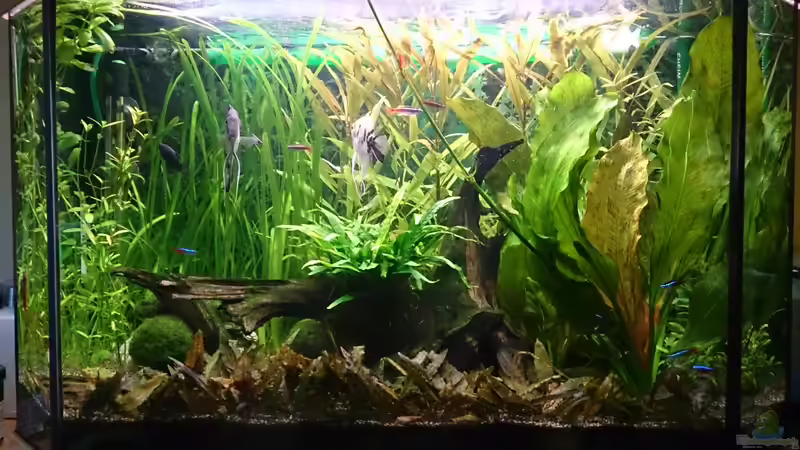 Aquarium Hauptansicht von Der 2. Versuch ^^