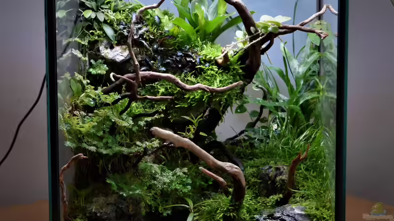 Aquarium Hauptansicht von Dettifoss