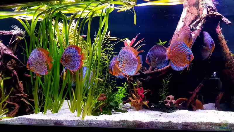Aquarium Hauptansicht von Diskus Becken