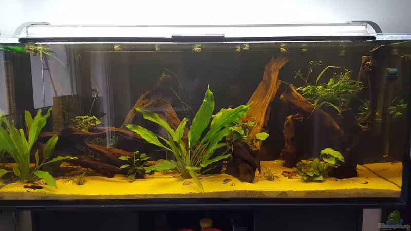 Aquarium Hauptansicht von Diskus-Rift