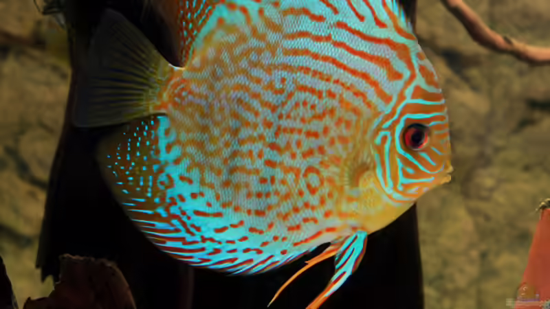 Aquarium Hauptansicht von Diskus-Tank