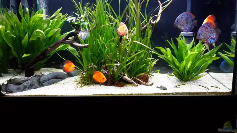 Aquarium Hauptansicht von Diskus