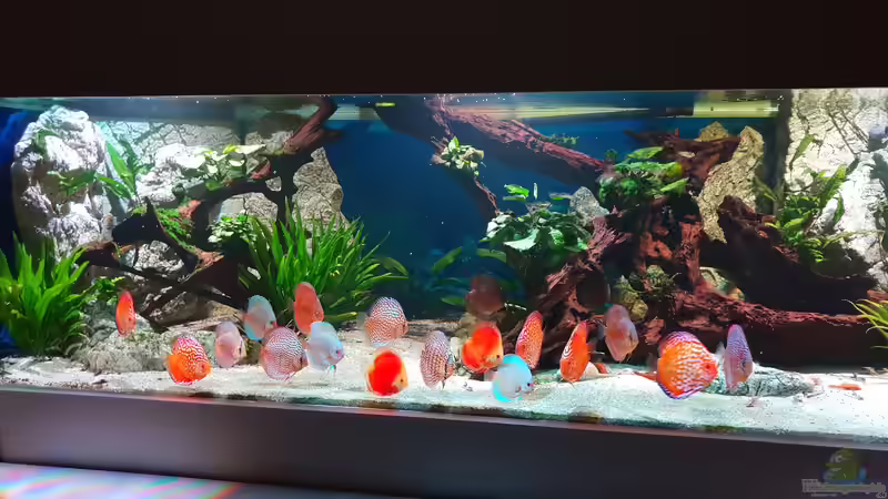 Aquarium Hauptansicht von Diskus