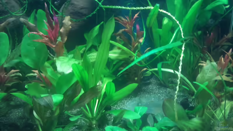 Aquarium Hauptansicht von Echi Topf