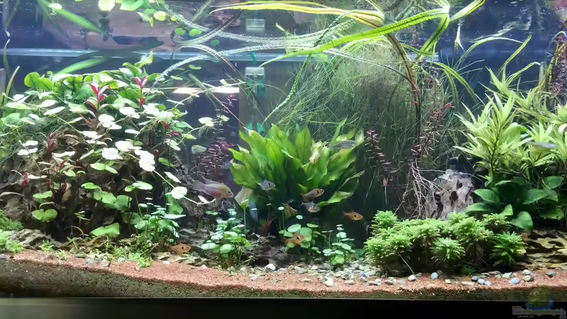 Aquarium Hauptansicht von Eheim Proxima
