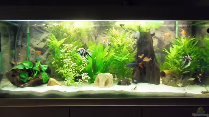 Aquarium Hauptansicht von Erstes Aquarium