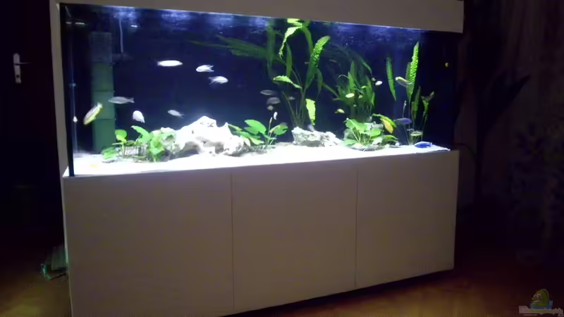 Aquarium Hauptansicht von Fisch-TV für meiner Tochter