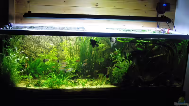 Aquarium Hauptansicht von Fischsuppe