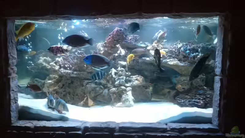 Aquarium Hauptansicht von Fischsuppe