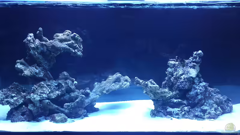 Aquarium Hauptansicht von Flev´s 1,1K MeWa Tank