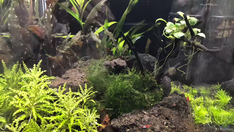 Aquarium Hauptansicht von Garnelen-Cube