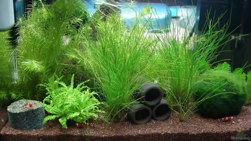 Aquarium Hauptansicht von Garnelenbecken