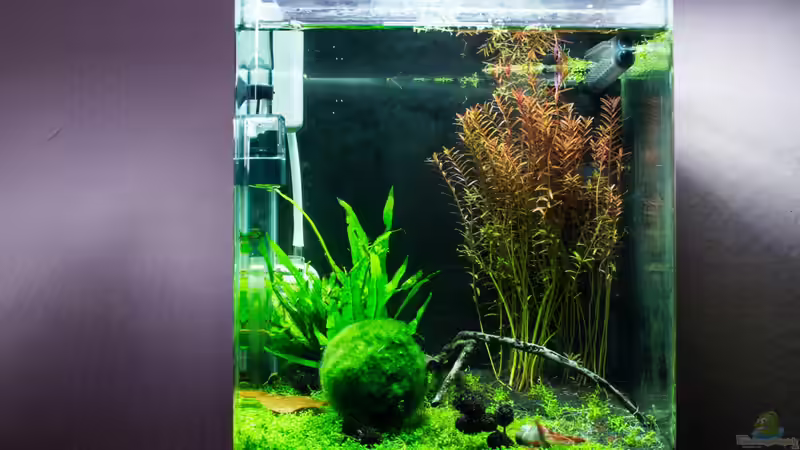 Aquarium Hauptansicht von Garnelenbox