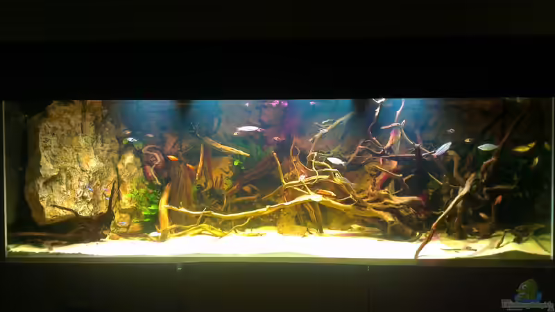 Aquarium Hauptansicht von Gesellschafftsbecken Südamerika(nur noch als Bsp.)