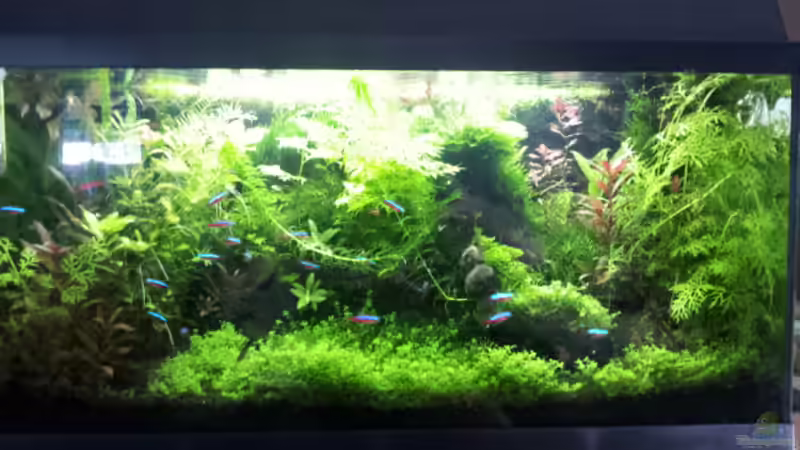 Aquarium Hauptansicht von Gesellschaftsaquarium