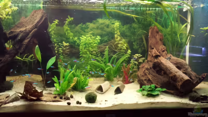 Aquarium Hauptansicht von Gesellschaftsbecken Wohnzimmer